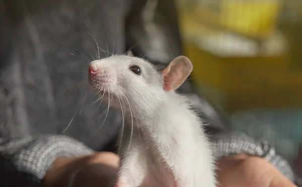 Detail šedobílé krysy v přírodě v rukách, symbol roku — Stock fotografie