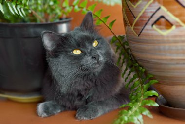 Güneşli bir günde, pencerenin kenarındaki kedi..
