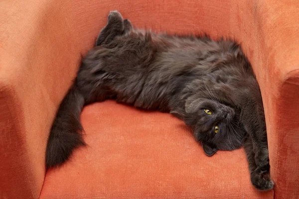 Gray cat Nebelung. — Stock Photo, Image