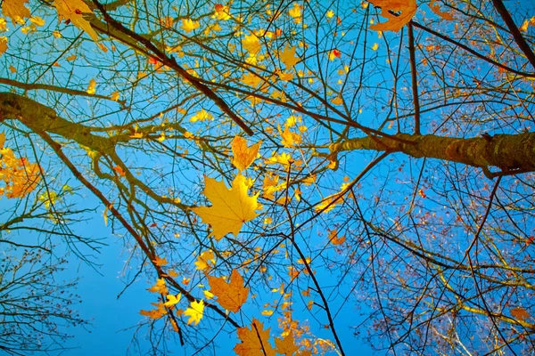 Blick auf Baum und Wolken am blauen Himmel — Stockfoto