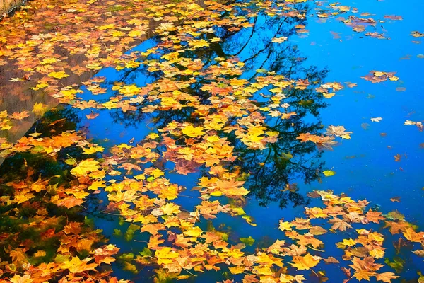 Foglie di acero giallo galleggianti sull'acqua scura — Foto Stock