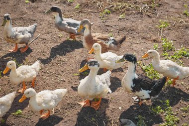 Evcil beyaz taşlar ve gri ördekler beslenmek için dışarı çıktılar.