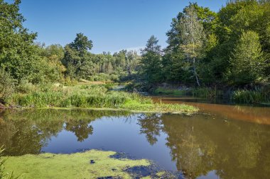 Sakin nehir ve yeşil bitki örtüsü olan manzaralı bir yer. Beyaz Rusya