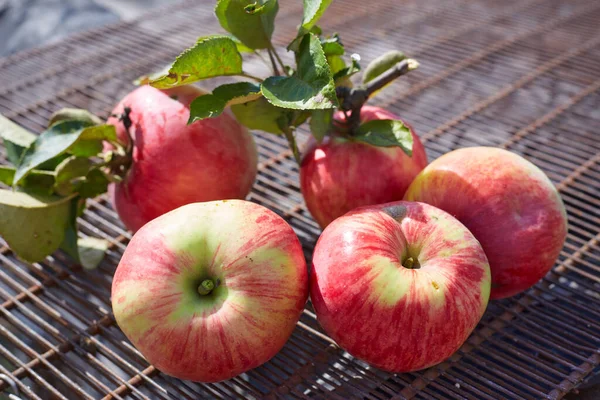 Sterta Świeżych Jabłek Właśnie Zebrana Leżąc Metalowej Kratce — Zdjęcie stockowe