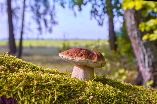 Cep Mantarı Sonbahar Ormanı Nda Büyüyor Boletus Seçmeli Odaklanma — Stok fotoğraf