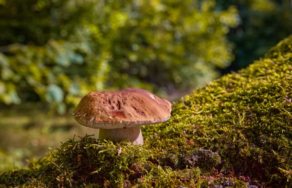 Cep Mantarı Sonbahar Ormanı Nda Büyüyor Boletus Seçmeli Odaklanma — Stok fotoğraf