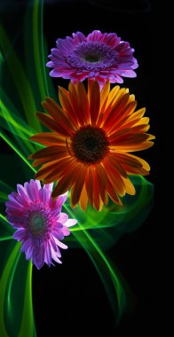 Gerbera orange and gerberas lilac on a multicolored  background, improvization by green light on the black background clipart