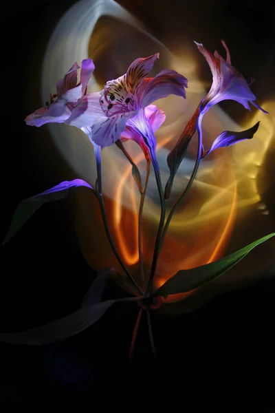 Kosatců Barevné Světlo Improvizace Vícebarevné Světlo Černém Pozadí Různobarevné Květy — Stock fotografie