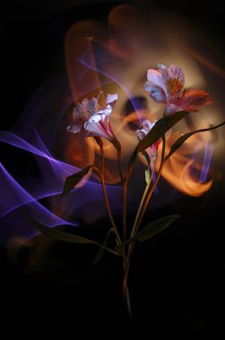 Alstroemeria siyah bir zemin üzerine çok renkli ışık ışık ve doğaçlama tarafından boyalı. Kartpostal, poster, duvar kağıdı için çok renkli çiçekler.