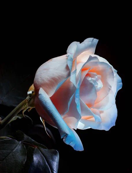 Роза Белая Окрашенная Светом Чёрном Фоне Разноцветная Роза Открыток Плакатов — стоковое фото