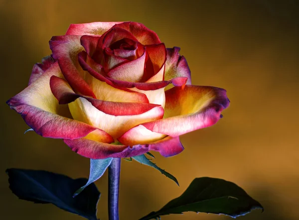Rose, painted by light, on a ocher background. Multicolored rose for postcard, poster, wallpaper.