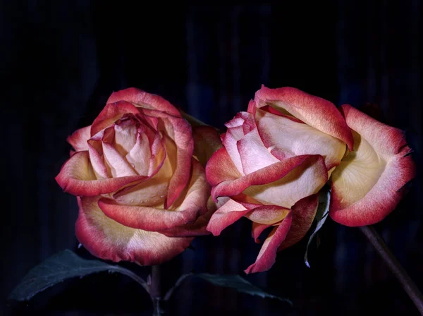 Красная Роза Окрашенная Светом Отражение Черном Фоне — стоковое фото