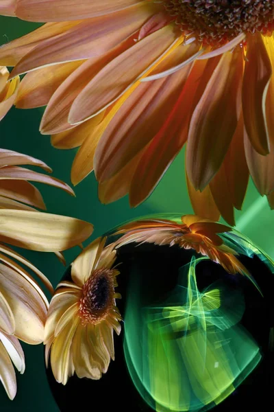 Gerbera Kterou Oranžové Květy Odrážejí Zrcadlový Povrch Míč Detail Okvětních — Stock fotografie