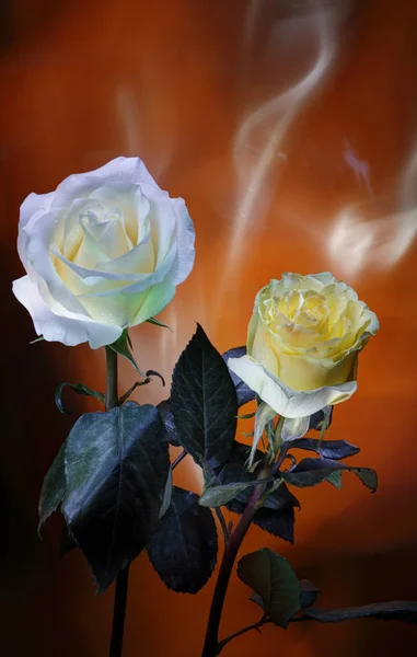 Роза Белая Роза Желтая Листьями Стелами Окрашенными Разноцветным Светом Оранжево — стоковое фото
