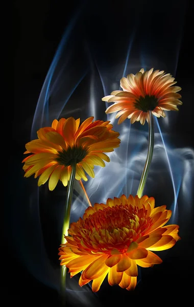 Gerberas Orange Gerbera Blanc Sur Fond Multicolore Improvidence Par Lumière — Photo