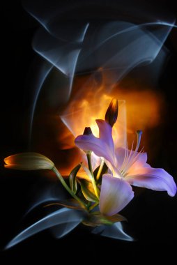 White lily flower colored by light on the multicolored  background, improvization by blue, orange and yellow light on the black background clipart