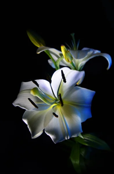 Bílá Lilie Květ Barevné Světlo Vícebarevné Pozadí Improvizace Modré Oranžové — Stock fotografie