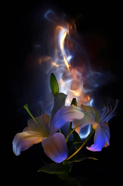 Çiçekler Tomurcukları Beyaz Nilüfer Pistils Renkli Arka Plan Mavi Sarı — Stok fotoğraf