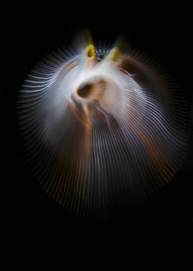 Necklac siyah bir arka plan üzerinde sipariş edilen paralel çizgiler bükülmüş. Işık hareket. Renk soyutlama. Işık tarafından çizilmiş filtreleri.