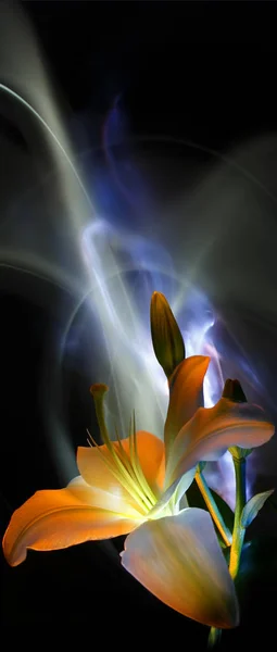 Fleur Bourgeon Pistil Étamines Lys Blanc Peints Lumière Multicolore Sur — Photo