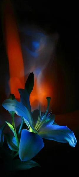 Цветок Бутон Пестик Тычинки Белой Лилии Раскрашенные Разноцветным Светом Красочном — стоковое фото