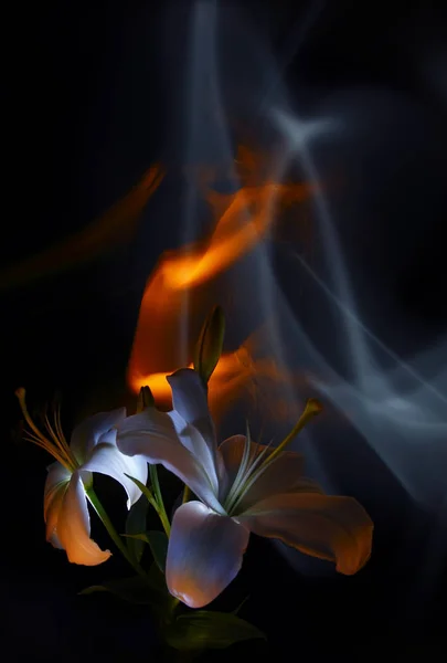 Çiçekler Tomurcukları Pistils Beyaz Lilyum Boyalı Işık Renkli Arka Plan Stok Fotoğraf