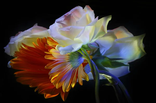 Turuncu Gerbera Beyaz Gül Yansımaları Siyah Bir Arka Plan Üzerinde — Stok fotoğraf