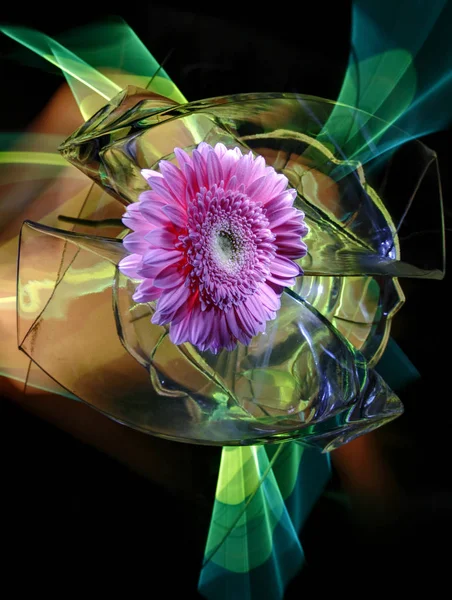 Gerbera lilac, transparent glass vases, multicolored improvisation by light on a black background, light refraction