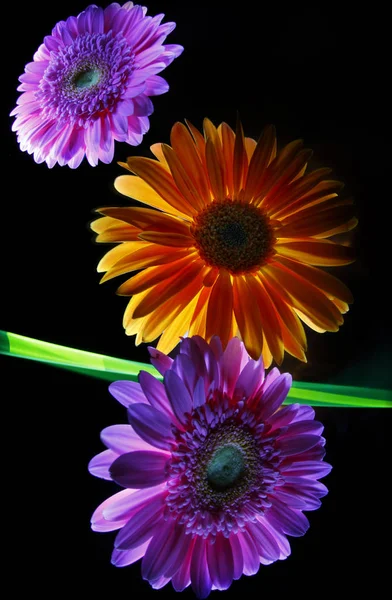 Gerberas Lilas Gerbera Orange Vert Ligne Lumière Sur Fond Noir — Photo