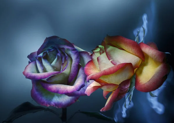 Rosa Rossa Dipinta Dalla Luce Suo Riflesso Uno Sfondo Blu — Foto Stock