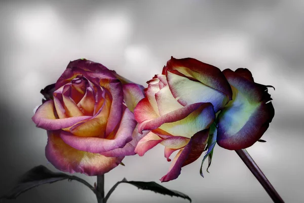 Красная Роза Окрашенная Светом Отражение Сером Фоне — стоковое фото