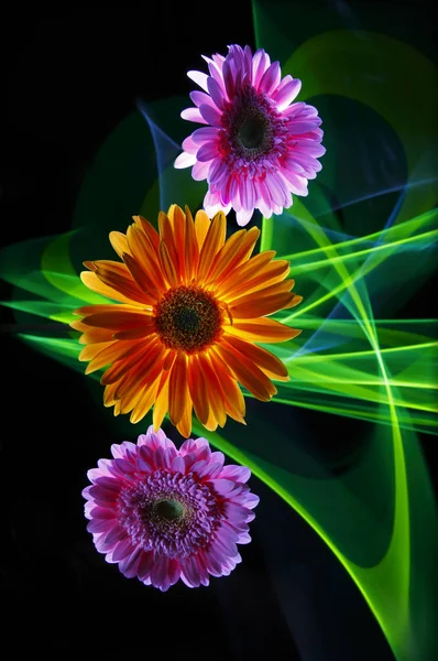 Gerbere Lilla Gerbera Arancione Verde Linee Luce Sfondo Nero — Foto Stock