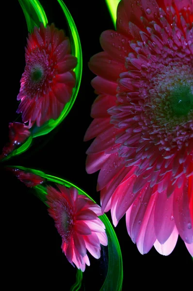 Fleur Gerbera Lilas Avec Des Gouttes Eau Ses Reflets Sur — Photo