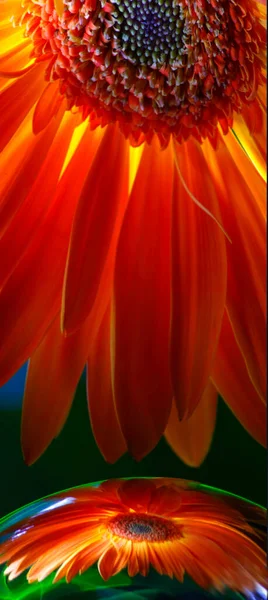 Фрагмент Оранжевого Цветка Герберы Отражение Зеркальном Шаре Импровизация Зеленым Светом — стоковое фото