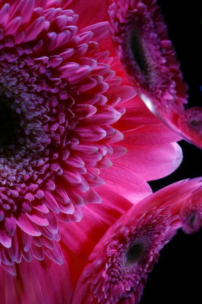 Lilac Gerbera Květ Jeho Odrazy Povrchu Zrcadla Koule Černém Pozadí — Stock fotografie