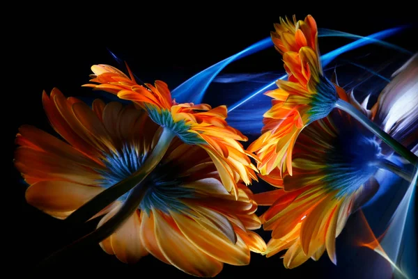 Turuncu Gerbera Çiçeği Çarpık Aynadaki Yansımaları Siyah Arkaplanda Renkli Bir Stok Resim