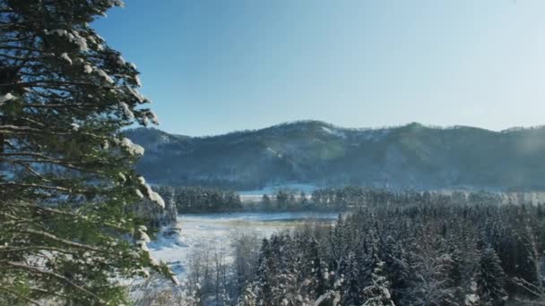 Vista panorámica de las montañas. Árboles cubiertos de nieve al pie de la montaña. Rayos de sol, aire helado, bosque de coníferas. Nieve y árboles en invierno. Bosque de pinos, viajes de temporada, congelado blanco — Vídeos de Stock