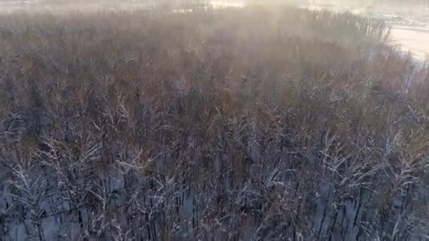 Luchtfoto: Vlucht over het winterbos. Prachtige zonsopgang. Dorp aan de rivier. IJzig weer. Winterlandschap, natuur, zonnestralen. Reistijd. Met sneeuw bedekte bomen. Mist over de winterrivier — Stockvideo