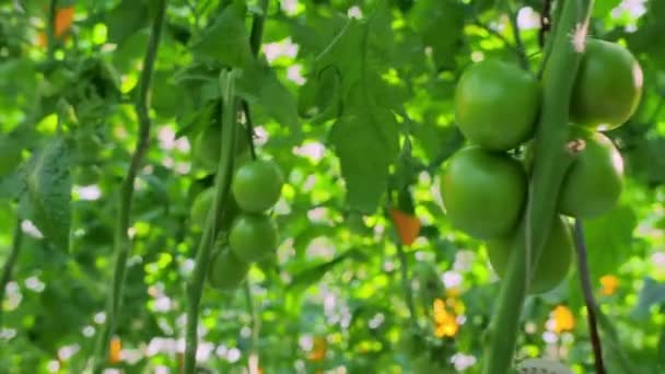 Los tomates frescos que cuelgan de la rama en el invernadero. Los tomates verdes maduran. Producción industrial de hortalizas. Cosecha de tomate. La agricultura moderna. Agroindustria. Libre de productos químicos sin OMG — Vídeos de Stock