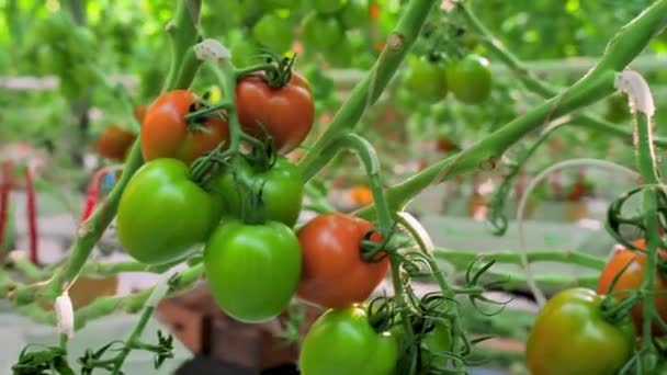 Verse tomaten hangend aan een tak in een kas. Groene en rode tomaten rijpen. Industriële plantaardige productie. Moderne landbouw. Landbouwindustrie. Chemisch vrij geen GGO — Stockvideo