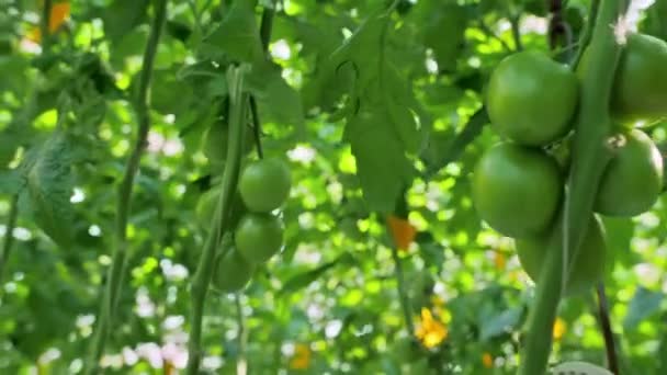 Tomates frescos pendurados em um ramo em uma estufa. Os tomates verdes amadurecem. Produção vegetal industrial. Colheita de tomate. Agricultura moderna. Agronegócio. Sem produtos químicos sem OGM — Vídeo de Stock