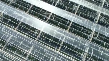 Sera kompleksinin çatısından uçmak. Bitki yetiştiriyorum. Mükemmel bir yapı. Endüstriyel seralar sebze, meyve ve çiçek yetiştirmek için. Modern tarım. Agrocomplex.