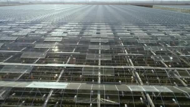 Flight over the transparent roofs of a large agricultural complex. Perfect structure. Industrial greenhouses for growing vegetables, fruits, flowers all year round. Modern agriculture. Greenhouse — Stock Video