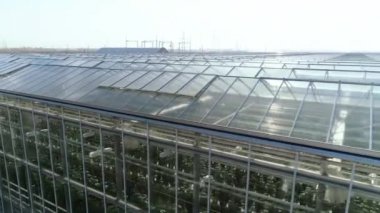 Geniş sera kompleksinin havadan görünüşü. Bitki yetiştiriciliği. Endüstriyel seralar sebze, meyve ve çiçek yetiştirmek için. Modern tarım. Büyük bir tarım kompleksinin en üst görüntüsü.