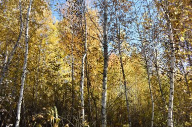 Ormanda altın sonbahar