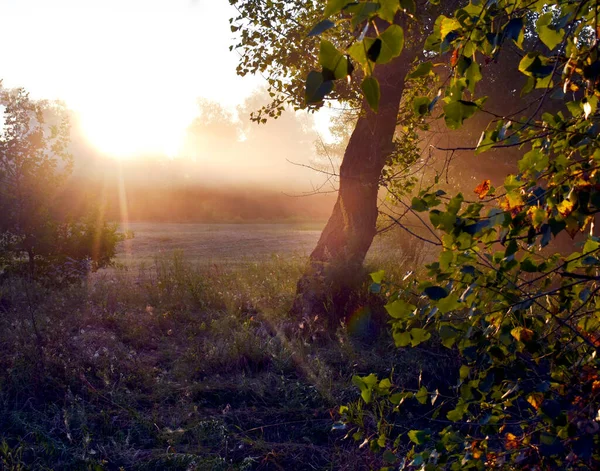 霧の中に太陽の最初の光が差し込む風景 — ストック写真
