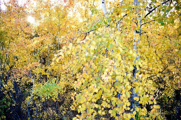 Ormanda Altın Sonbahar — Stok fotoğraf