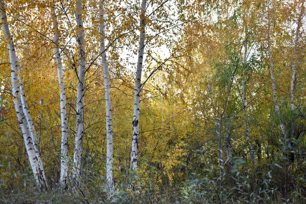 森の中の黄金の秋 — ストック写真