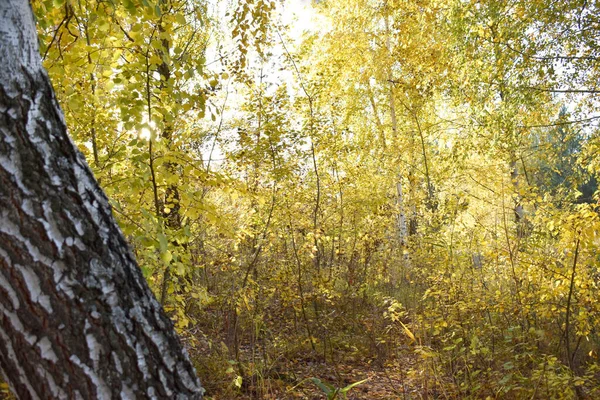 森の中の黄金の秋 — ストック写真