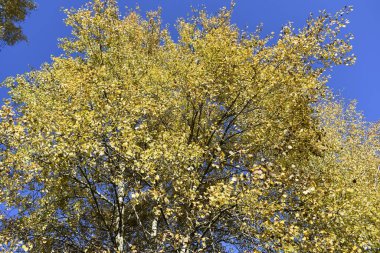 Sarı yapraklı huş ağaçlarıyla sonbahar manzarası